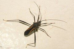 Cleotopetalops bicolor