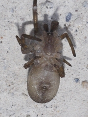 Filistata insidiatrix