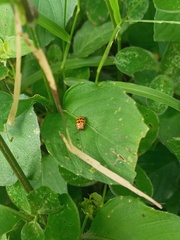 Cucujiformia