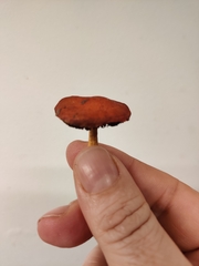 Leratiomyces ceres