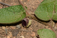 Aristolochia buntingii