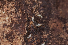 Reticulitermes urbis