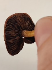 Leratiomyces ceres