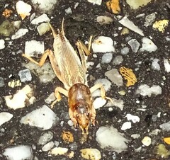 Neoscapteriscus vicinus