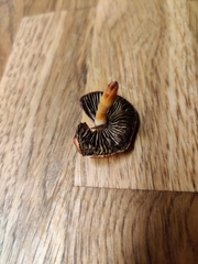 Leratiomyces ceres