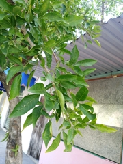 Parmentiera aculeata