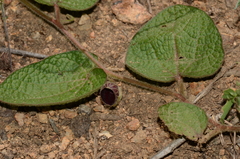 Aristolochia buntingii