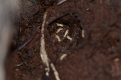 Reticulitermes urbis