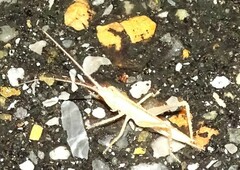 Pyrgocorypha uncinata