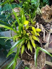 Prosthechea