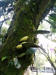 Cattleya trianae