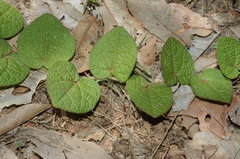 Aristolochia buntingii