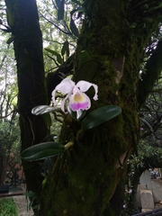 Cattleya trianae