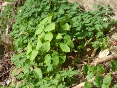 Jeffersonia diphylla