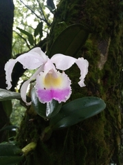 Cattleya trianae
