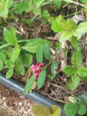 Desmodieae
