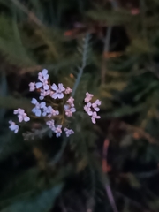 Achillea millefolium