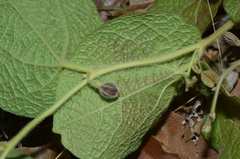 Aristolochia buntingii