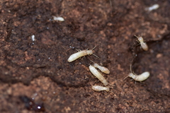 Reticulitermes urbis