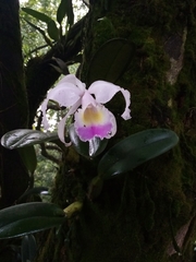 Cattleya trianae