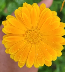 Calendula officinalis