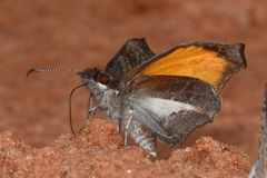 Theagenes albiplaga