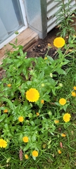 Calendula officinalis