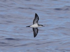 Puffinus bailloni