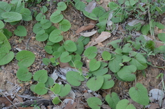 Aristolochia buntingii