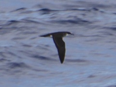 Puffinus bailloni