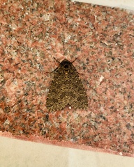 Olepa ricini