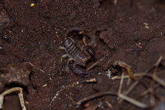 Euscorpius