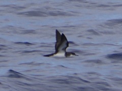 Puffinus bailloni