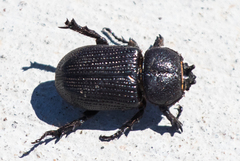 Hemiphileurus illatus