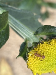 Camponotus rectangularis