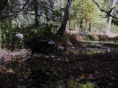 Meleagris gallopavo silvestris