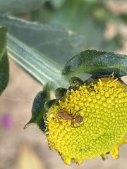 Camponotus rectangularis