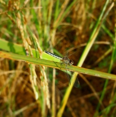 Diplacodes nebulosa
