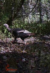 Meleagris gallopavo silvestris