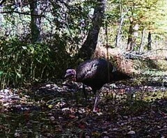 Meleagris gallopavo silvestris