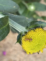 Camponotus rectangularis