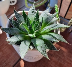 Aristaloe aristata