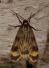 Eucereon costulata
