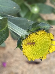 Camponotus rectangularis