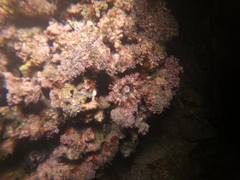 Telmatactis panamensis