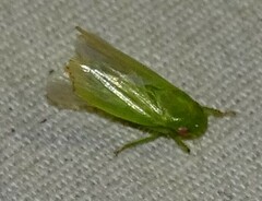 Gyponana