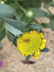 Camponotus rectangularis