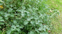Marrubium