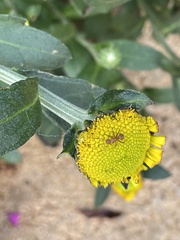 Camponotus rectangularis