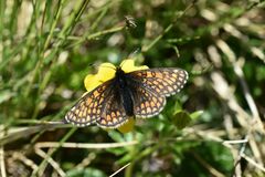 Melitaea asteria